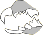 Cleucodon.gif