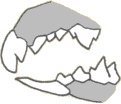 Csuaveolens.gif