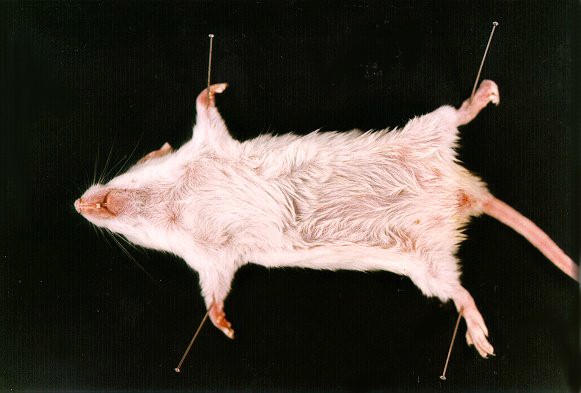 souris1.jpg (43389 octets)