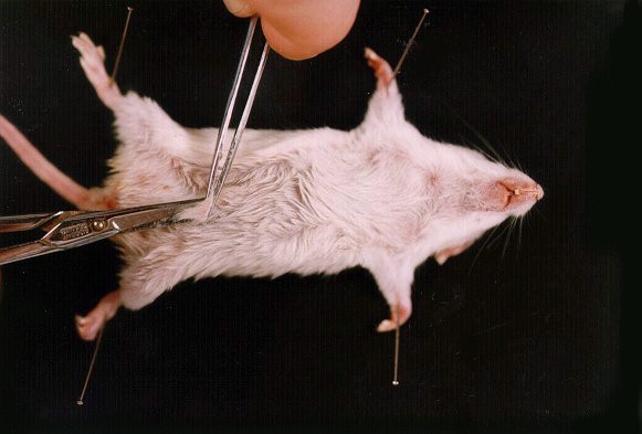 souris2.jpg (40097 octets)