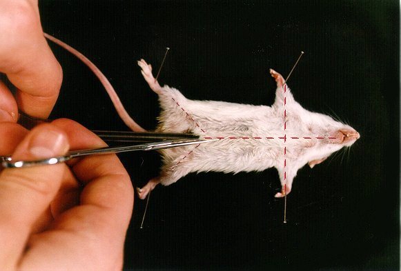 souris3.jpg (40834 octets)