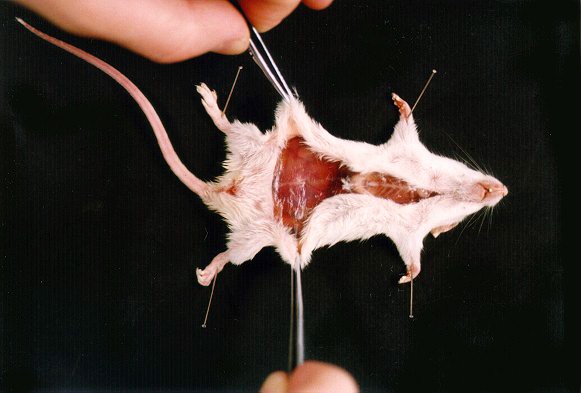souris4.jpg (42376 octets)