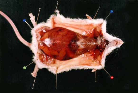 souris5.jpg (46455 octets)