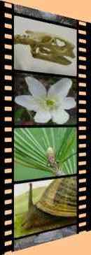 Menu : ImagesSVT
